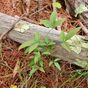 Nandina domestica at Isaacs Pines (ICP) - 18 Mar 2024