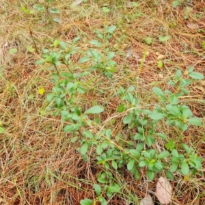 Pyracantha sp. at Isaacs Pines (ICP) - 18 Mar 2024