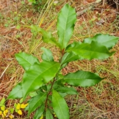 Photinia serratifolia (Chinese Photinia) at Isaacs Pines (ICP) - 17 Mar 2024 by Mike