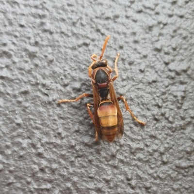 Polistes (Polistella) humilis (Common Paper Wasp) at University of Canberra - 13 Mar 2024 by Username1299100