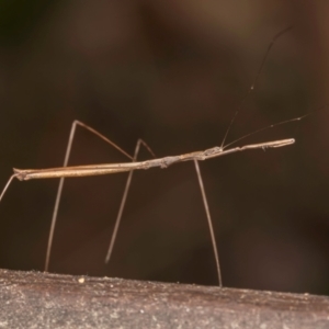 Pseudobargylia sp. (genus) at Melba, ACT - 17 Mar 2024