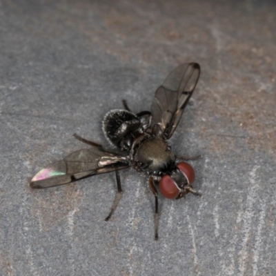 Pogonortalis doclea (Boatman fly) at Melba, ACT - 14 Mar 2024 by kasiaaus