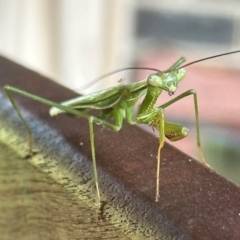 Pseudomantis albofimbriata (False garden mantis) at Kangaroo Valley, NSW - 18 Mar 2024 by lbradleyKV