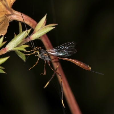 Ichneumonidae (family) (Unidentified ichneumon wasp) at Melba, ACT - 14 Mar 2024 by kasiaaus