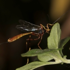 Ichneumonidae (family) at Melba, ACT - 15 Mar 2024