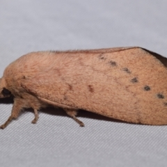 Entometa apicalis (Gum Snout Moth) at QPRC LGA - 17 Mar 2024 by DianneClarke