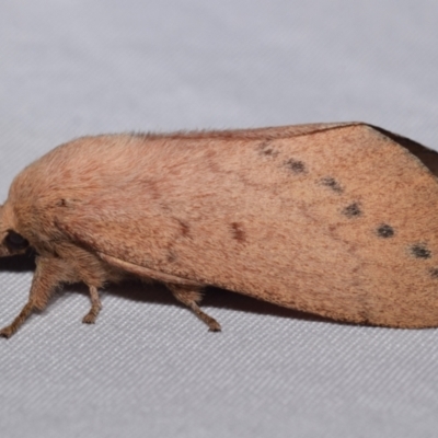 Entometa apicalis (Gum Snout Moth) at QPRC LGA - 17 Mar 2024 by DianneClarke