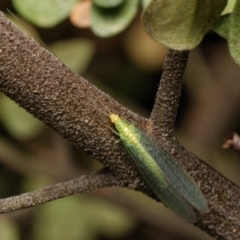 Apertochrysa edwardsi (A Green Lacewing) at Downer, ACT - 18 Mar 2024 by RobertD