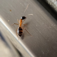 Camponotus consobrinus (Banded sugar ant) at Gundaroo, NSW - 15 Mar 2024 by Gunyijan