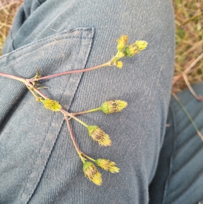 Bidens pilosa (Cobbler's Pegs, Farmer's Friend) at Hume, ACT - 18 Mar 2024 by EmilySutcliffe