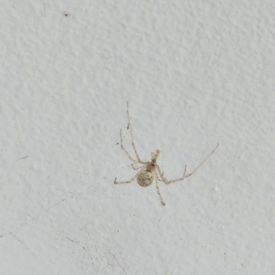 Unidentified Other web-building spider at Tarrawanna, NSW - 18 Mar 2024 by Dakota.s
