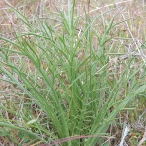 Eryngium ovinum at Mulligans Flat - 4 Nov 2023