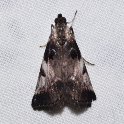 Astrapometis saburalis (A Pyralid moth (Epipaschiinae)) at QPRC LGA - 17 Mar 2024 by DianneClarke