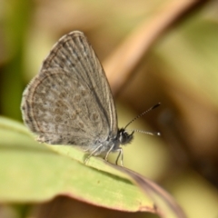 Zizina otis (Common Grass-Blue) at Weetangera, ACT - 17 Mar 2024 by Thurstan