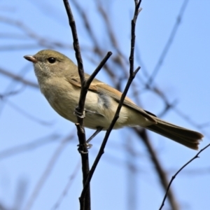 Pachycephala pectoralis at The Pinnacle - 18 Mar 2024