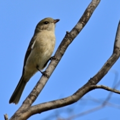 Pachycephala pectoralis at The Pinnacle - 18 Mar 2024