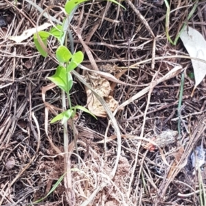 Asparagus asparagoides at Mount Majura - 18 Mar 2024