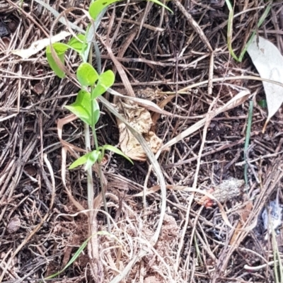 Asparagus asparagoides (Bridal Creeper, Florist's Smilax) at Watson, ACT - 18 Mar 2024 by MAX