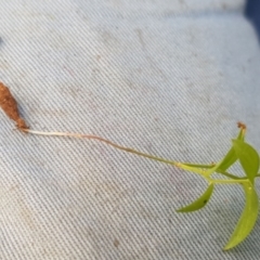 Asparagus asparagoides at Mount Majura - 18 Mar 2024 11:00 AM