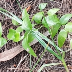 Asparagus asparagoides at Mount Majura - 18 Mar 2024 11:00 AM