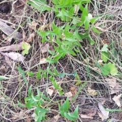 Asparagus asparagoides at Mount Majura - 18 Mar 2024 11:00 AM