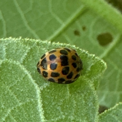 Henosepilachna vigintioctopunctata (28-spotted potato ladybird or Hadda beetle) at Kangaroo Valley, NSW - 18 Mar 2024 by lbradleyKV