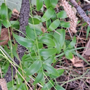 Asparagus asparagoides at Mount Majura - 18 Mar 2024