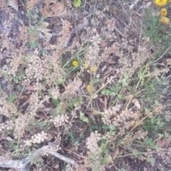 Salvia verbenaca var. verbenaca (Wild Sage) at Mount Majura - 10 Mar 2024 by MAX