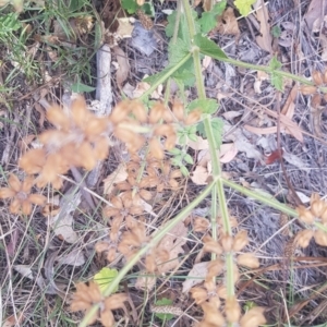 Salvia verbenaca var. verbenaca at Mount Majura - 11 Mar 2024