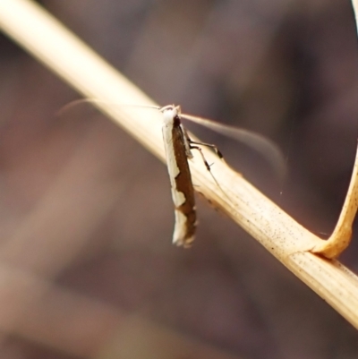 Dialectica scalariella (Echium Leaf Miner) at Mount Painter - 8 Mar 2024 by CathB