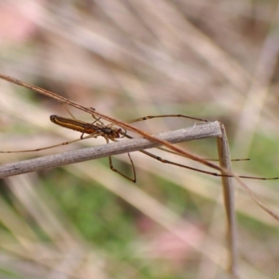 Tetragnatha sp. (genus) (Long-jawed spider) at Aranda Bushland - 10 Mar 2024 by CathB