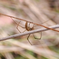 Tetragnatha sp. (genus) at Aranda Bushland - 11 Mar 2024 09:17 AM