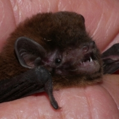 Chalinolobus morio (Chocolate Wattled Bat) at Freshwater Creek, VIC - 17 Mar 2024 by WendyEM