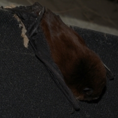 Chalinolobus morio at Freshwater Creek, VIC - 17 Mar 2024 02:55 AM