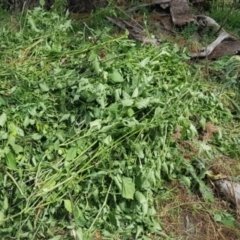 Solanum nigrum at Mount Majura - 18 Mar 2024