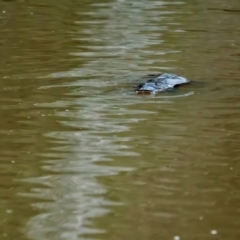 Ornithorhynchus anatinus (Platypus) at Moss Vale, NSW - 17 Mar 2024 by Wildlifelover57