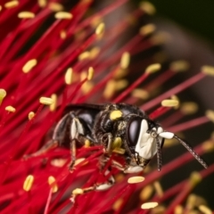 Amphylaeus morosus at Acton, ACT - 18 Mar 2024 by Roger