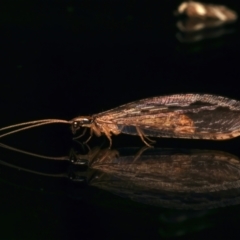 Stenosmylus stenopterus (An Osmylid Lacewing) at Ainslie, ACT - 15 Mar 2024 by jb2602