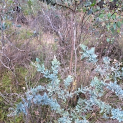 Acacia baileyana (Cootamundra Wattle, Golden Mimosa) at Watson, ACT - 18 Mar 2024 by abread111