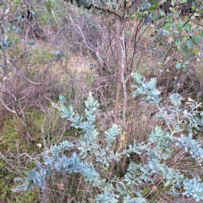 Acacia baileyana (Cootamundra Wattle, Golden Mimosa) at Mount Majura - 18 Mar 2024 by abread111