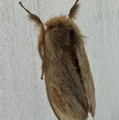 Oncopera (genus) (A Bardie moth) at Hawker, ACT - 18 Mar 2024 by sangio7