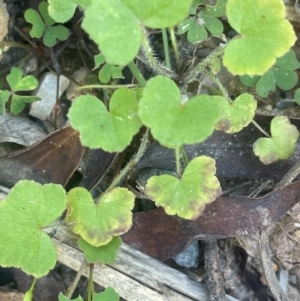 Hydrocotyle hirta at QPRC LGA - 10 Mar 2024