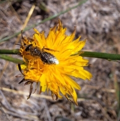 Lasioglossum (Chilalictus) sp. (genus & subgenus) (Halictid bee) at Harrison, ACT - 4 Mar 2024 by JenniM