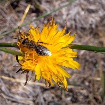 Lasioglossum (Chilalictus) sp. (genus & subgenus) (Halictid bee) at Harrison, ACT - 4 Mar 2024 by JenniM