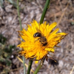 Lasioglossum (Chilalictus) sp. (genus & subgenus) at Franklin Grassland (FRA_5) - 4 Mar 2024