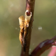 Chaetophyes compacta (Tube spittlebug) at Holtze Close Neighbourhood Park - 18 Mar 2024 by Hejor1