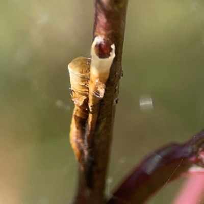 Chaetophyes compacta (Tube spittlebug) at Holtze Close Neighbourhood Park - 18 Mar 2024 by Hejor1