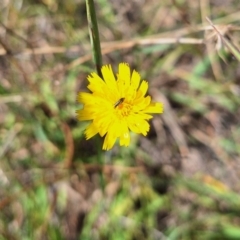 Dasytinae (subfamily) (Soft-winged flower beetle) at Budjan Galindji (Franklin Grassland) Reserve - 4 Mar 2024 by JenniM