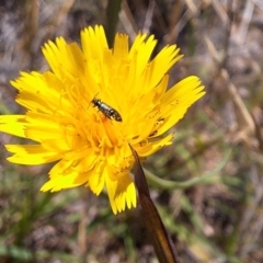 Dasytinae (subfamily) at Franklin Grassland (FRA_5) - 4 Mar 2024 11:51 PM