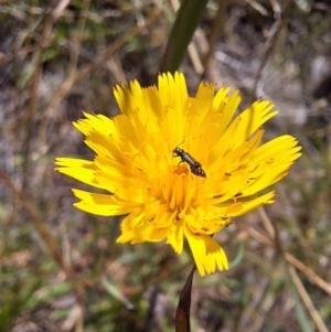 Dasytinae (subfamily) at Franklin Grassland (FRA_5) - 4 Mar 2024 11:51 PM